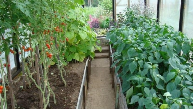 How, when and what to feed the seedlings of peppers and tomatoes for a rich harvest