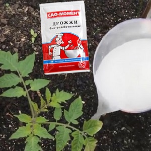 How, when and what to feed the seedlings of peppers and tomatoes for a rich harvest