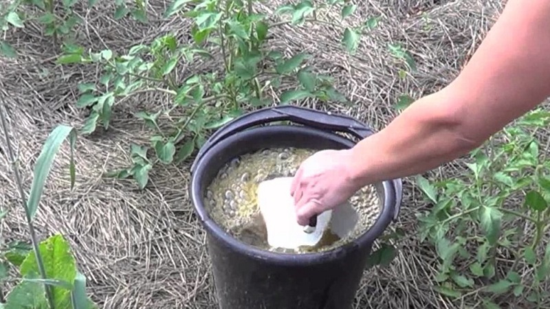 How, when and what to feed the seedlings of peppers and tomatoes for a rich harvest