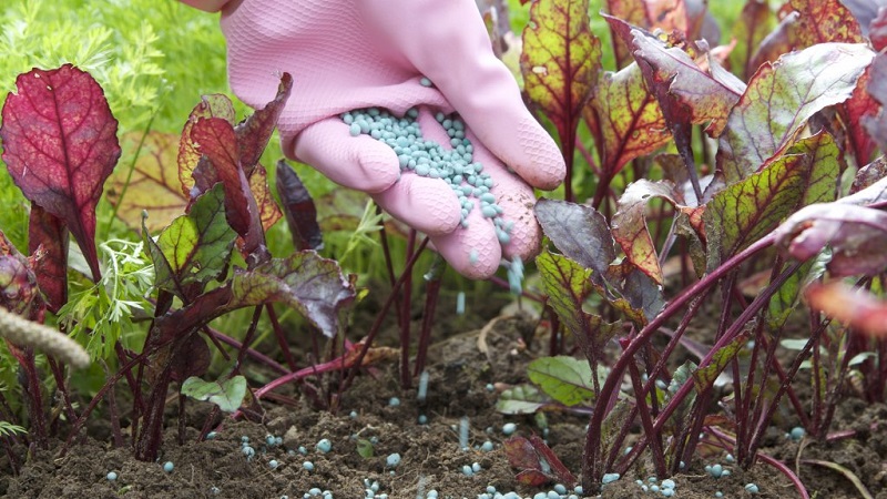 How, when and what to feed the beets in July-August: the secrets of agricultural technology to get a rich harvest