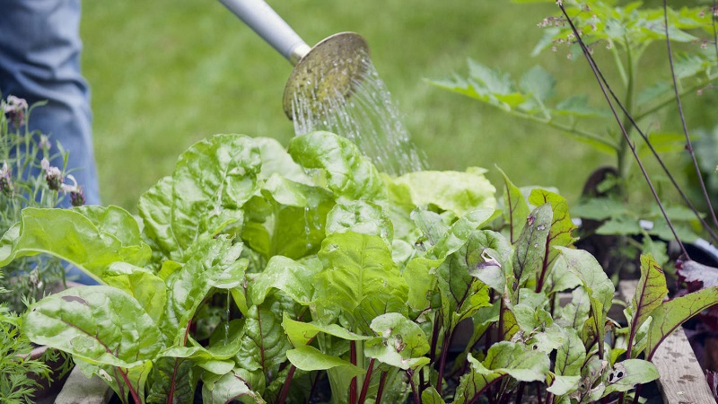 How, when and what to feed the beets in July-August: the secrets of agricultural technology to get a rich harvest