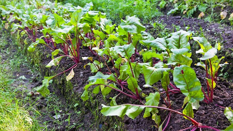 How, when and what to feed the beets in July-August: the secrets of agricultural technology to get a rich harvest