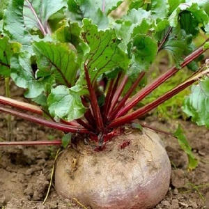 How, when and what to feed the beets in July-August: the secrets of agricultural technology to get a rich harvest