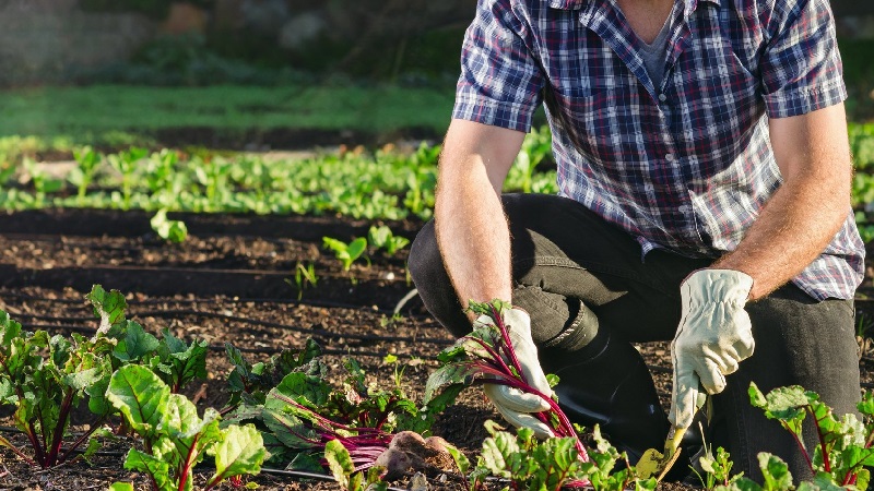 How, when and what to feed the beets in July-August: the secrets of agricultural technology to get a rich harvest