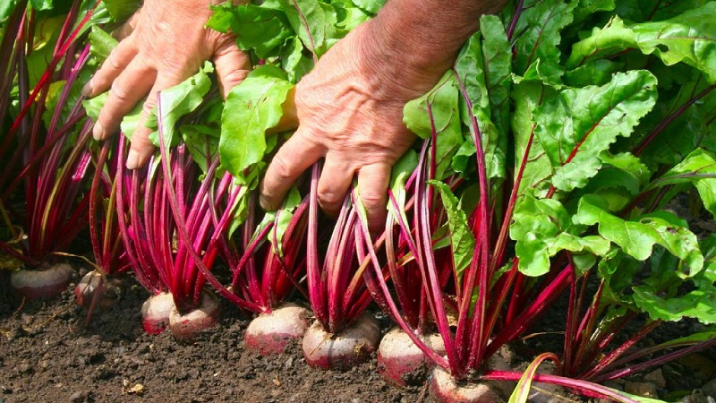 How, when and what to feed the beets in July-August: the secrets of agricultural technology to get a rich harvest