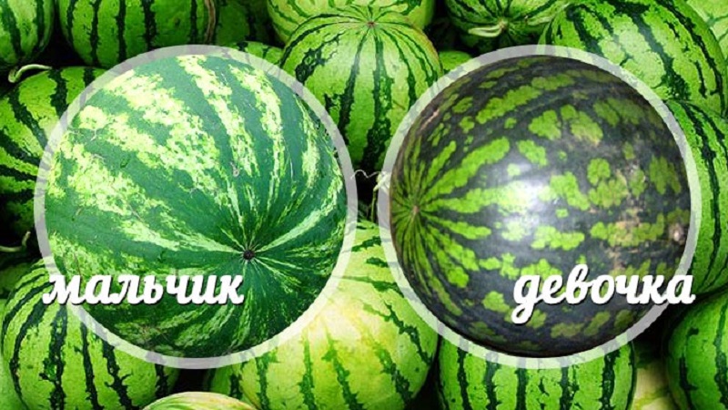 How to tell if a watermelon is a girl or a boy and choose a sweet, ripe fruit