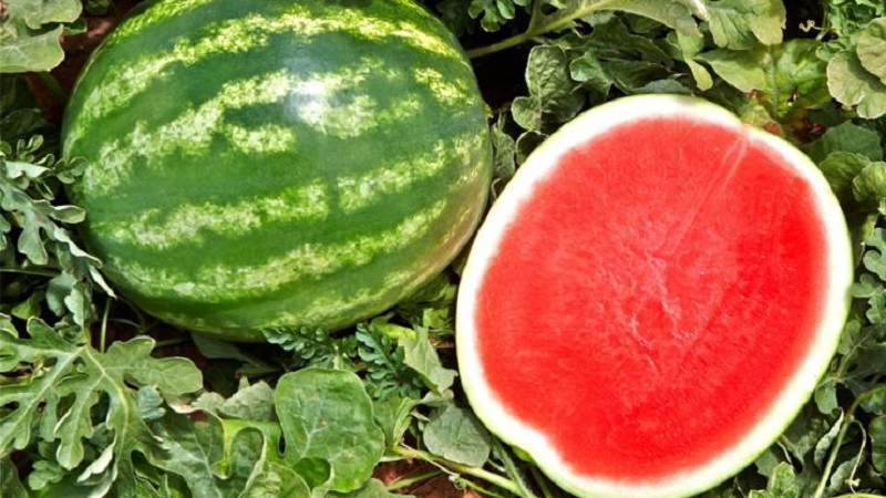 How to tell if a watermelon is a girl or a boy and choose a sweet, ripe fruit