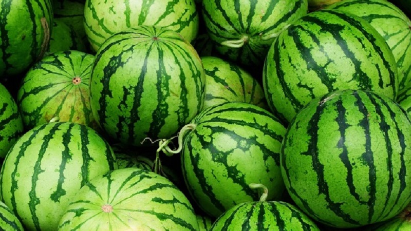 How to tell if a watermelon is a girl or a boy and choose a sweet, ripe fruit