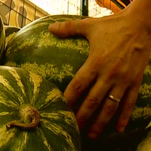How to tell if a watermelon is a girl or a boy and choose a sweet, ripe fruit