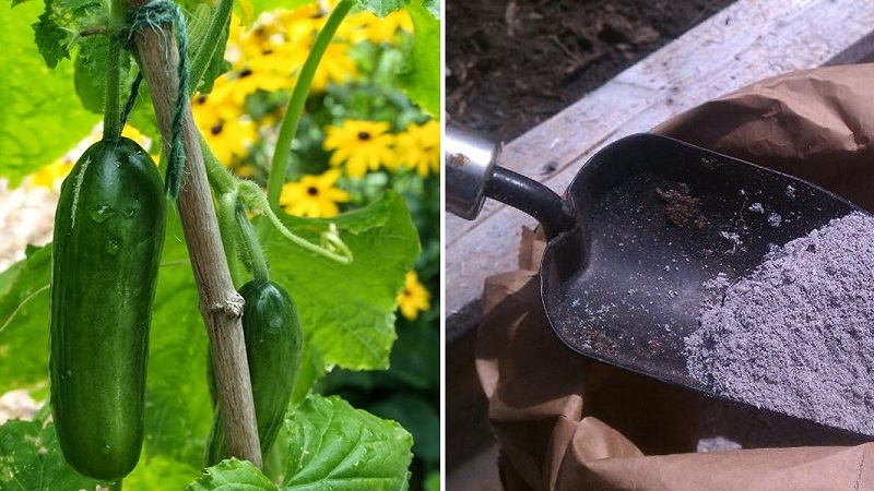 How to feed cucumbers with ash in the open field and in a greenhouse, and what this will give to the future harvest