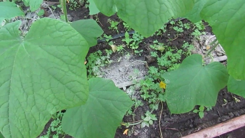 How to feed cucumbers with ash in the open field and in a greenhouse, and what this will give to the future harvest