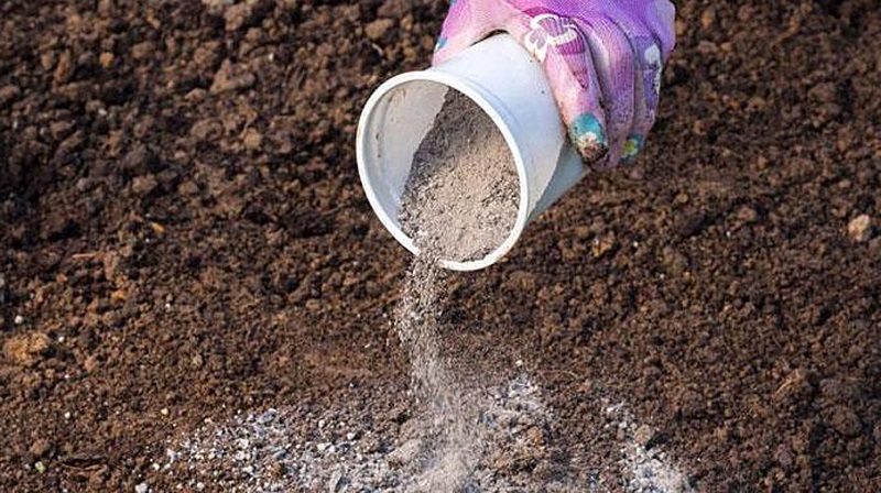 What to do if cucumbers do not grow: top dressing recipes
