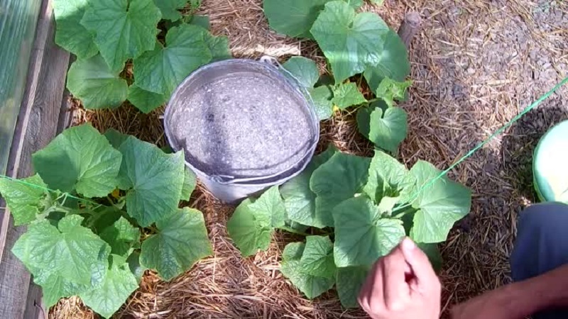 How to feed cucumbers with ash in the open field and in a greenhouse, and what this will give to the future harvest
