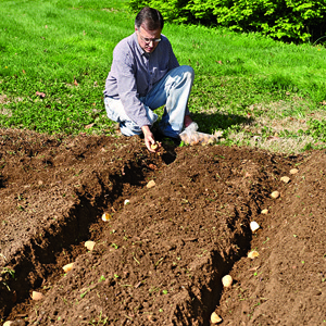 How to plant and grow potatoes in the garden