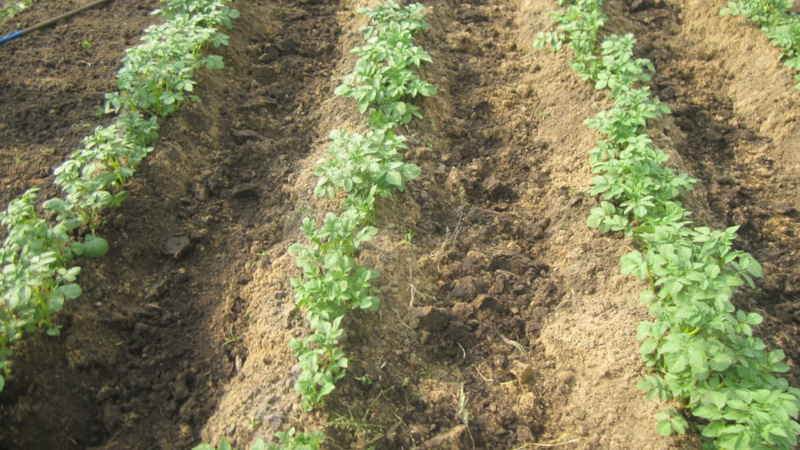 How to plant and grow potatoes in the garden