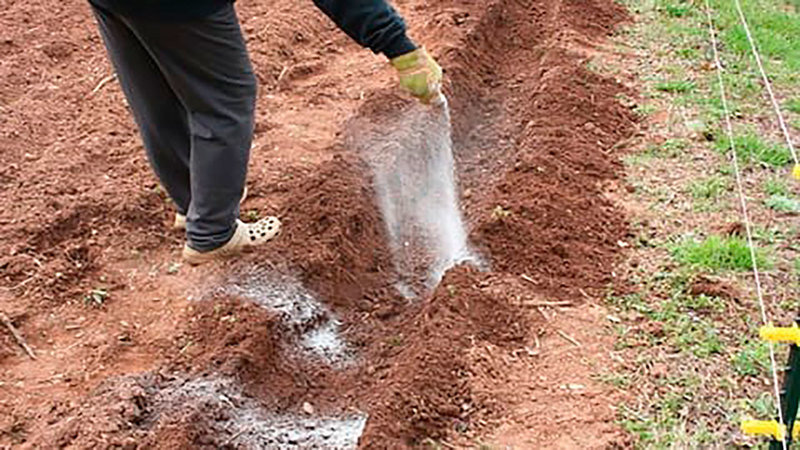 How to plant and grow potatoes in the garden