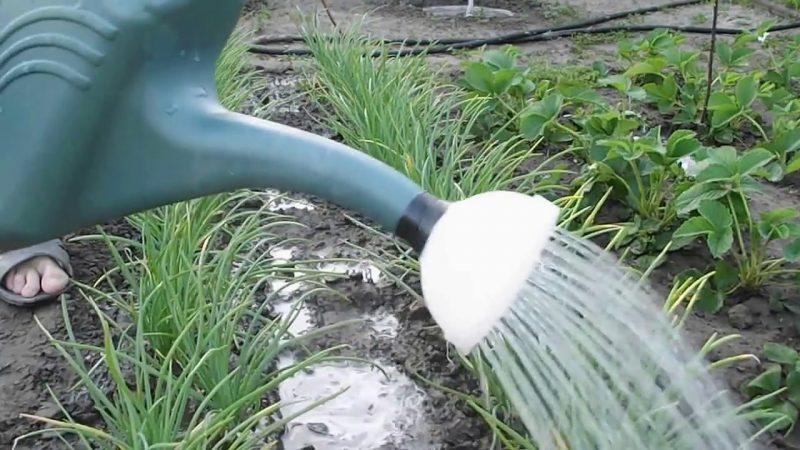 Features of growing and planting onion sets