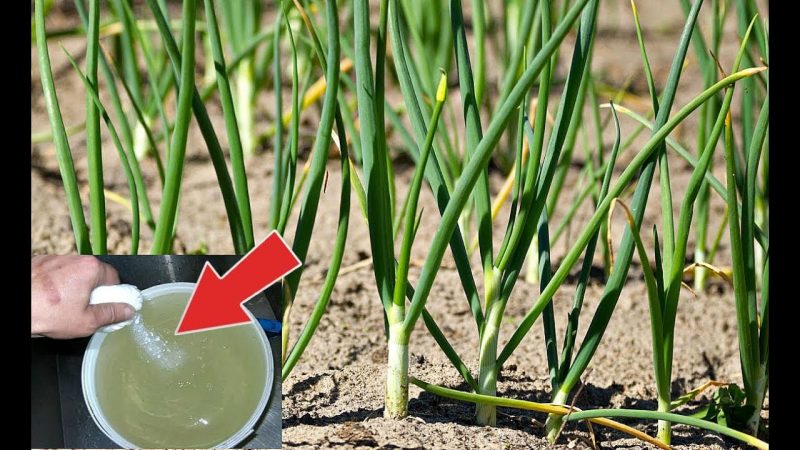 How to properly water onions in the open field and in the greenhouse