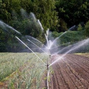How to properly water onions in the open field and in the greenhouse
