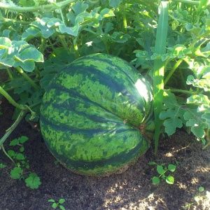 How to plant and grow a watermelon correctly