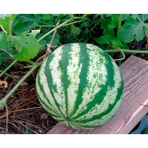 How to plant and grow a watermelon correctly