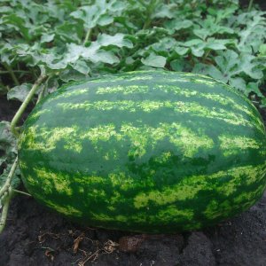 How to plant and grow a watermelon correctly