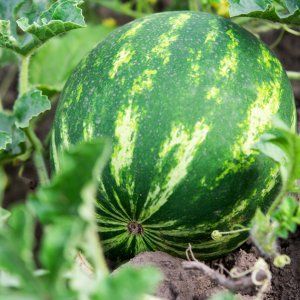 How to plant and grow a watermelon correctly