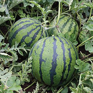 How to plant and grow a watermelon correctly