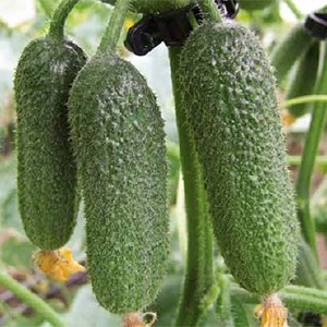 How to grow the Trilogy f1 Dutch cucumber hybrid to get a good harvest