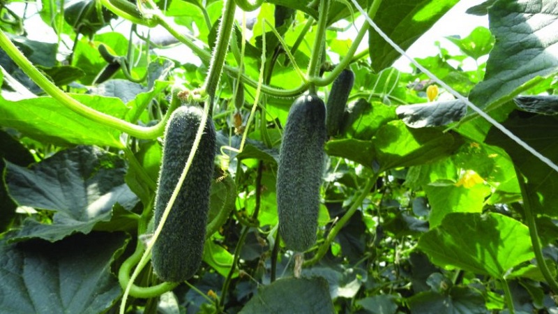 How to grow the Trilogy f1 Dutch cucumber hybrid to get a good harvest