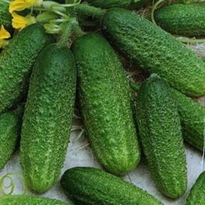 How to properly grow Trilogy f1 Dutch cucumber hybrid to achieve a good harvest