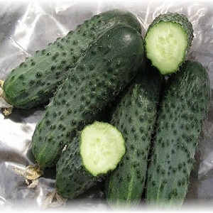 How to properly grow Trilogy f1 Dutch cucumber hybrid to achieve a good harvest