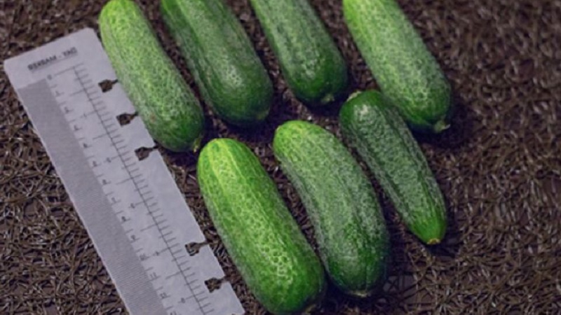 How to grow the Trilogy f1 Dutch cucumber hybrid to get a good harvest