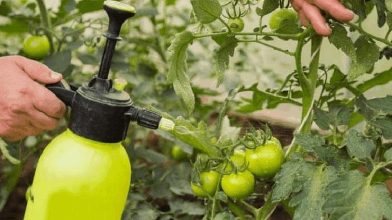 How to prepare a boric acid solution for tomato ovary: proportions and instructions for processing tomatoes