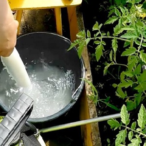 How to use phytophthora serum on tomatoes: we fight the disease effectively, quickly and on a budget