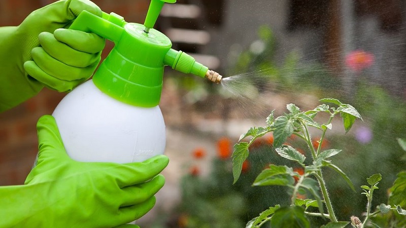 How to use phytophthora serum on tomatoes: we fight the disease effectively, quickly and on a budget