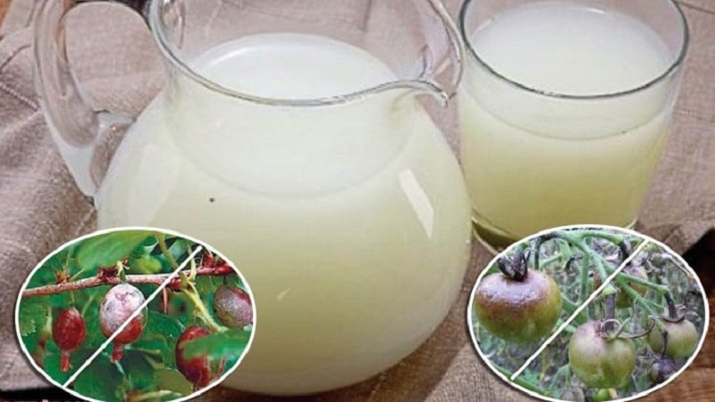 How to use phytophthora serum on tomatoes: we fight the disease effectively, quickly and on a budget