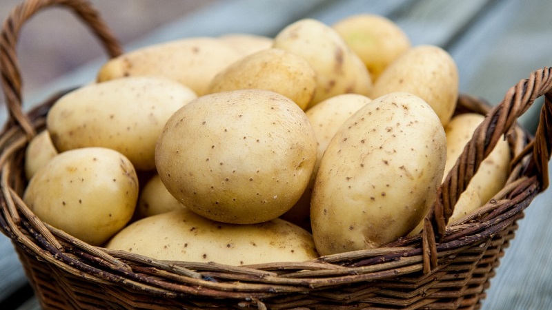 We buy harmless vegetables: how to check potatoes for nitrates at home and what is it for