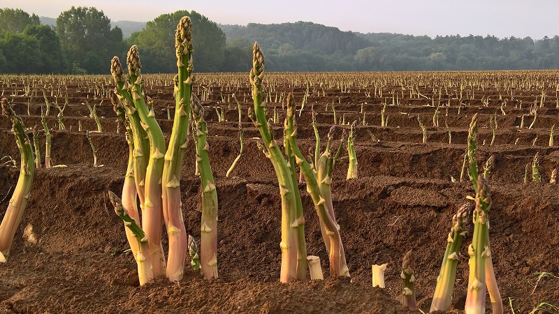 How Asparagus Grows: Outdoor Growing and Care for Beginners