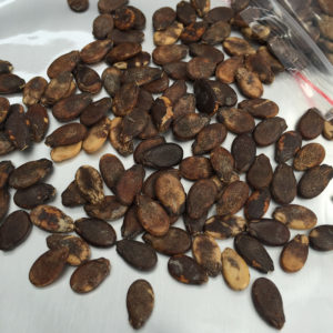 How to store watermelon seeds for home planting
