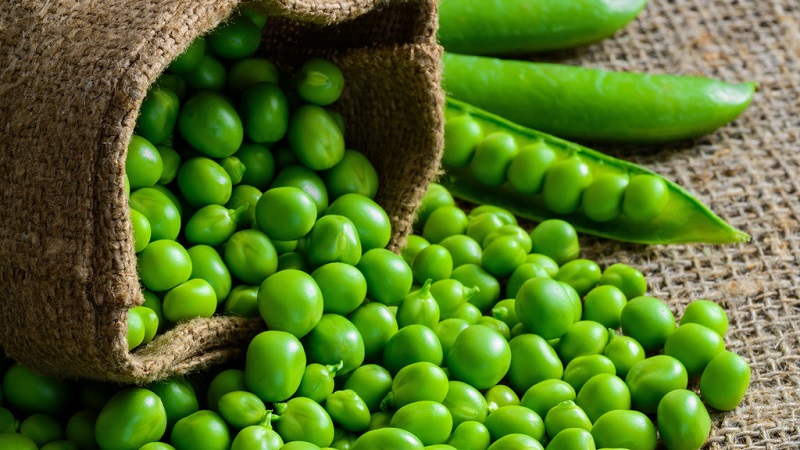 How to save green peas for the winter: we protect the crop from damage in three different ways