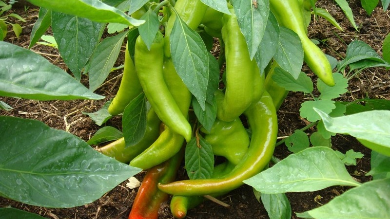 How to accelerate the ripening of peppers in a greenhouse: the best ways and life hacks for experienced summer residents