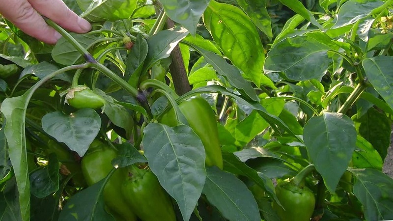 How to accelerate the ripening of peppers in a greenhouse: the best ways and life hacks for experienced summer residents