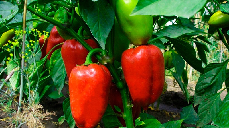 How to accelerate the ripening of peppers in a greenhouse: the best ways and life hacks for experienced summer residents