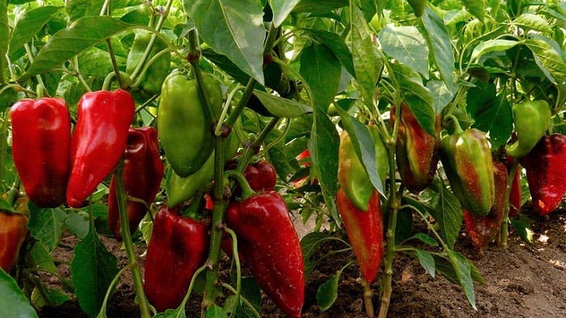 How to accelerate the ripening of peppers in a greenhouse: the best ways and life hacks for experienced summer residents