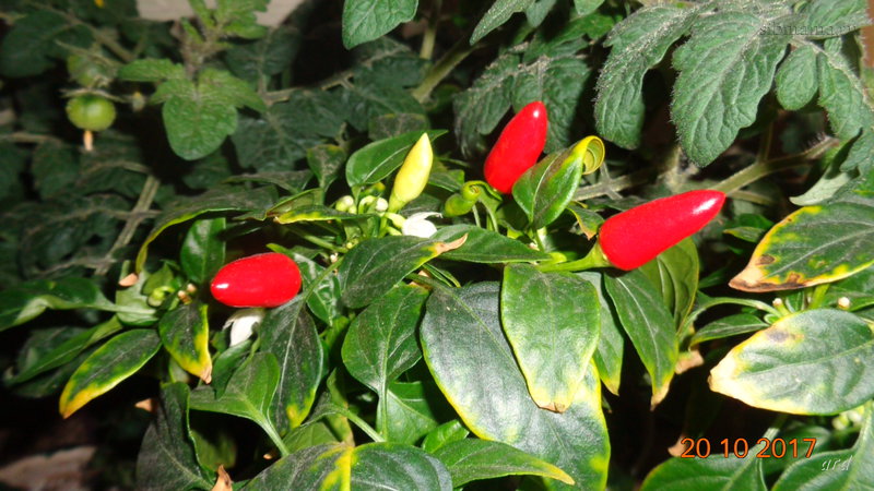 How to choose a variety and properly grow indoor peppers on a windowsill or balcony