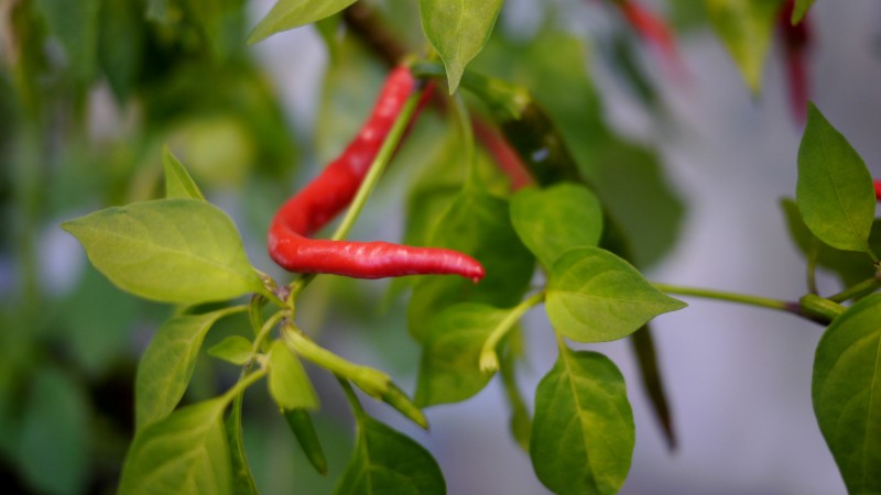 How to choose a variety and properly grow indoor peppers on a windowsill or balcony