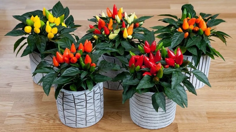 How to grow and care for ornamental peppers Capsicum, and can they be eaten?