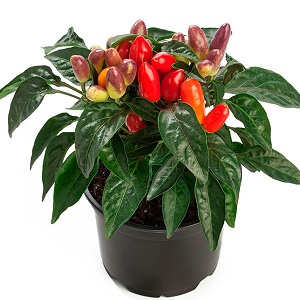 How to grow and care for ornamental peppers Capsicum, and can they be eaten?