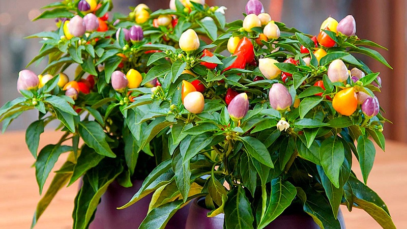 How to grow and care for ornamental peppers Capsicum, and can they be eaten?